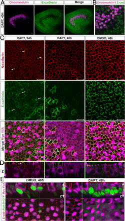 The Postnatal Accumulation of Junctional E-Cadherin Is Inversely ...
