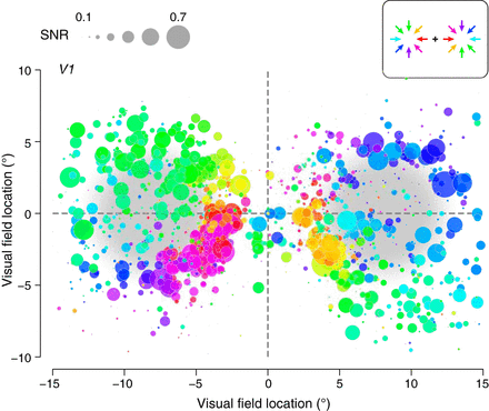 Motion Direction Biases and Decoding in Human Visual Cortex | Journal ...