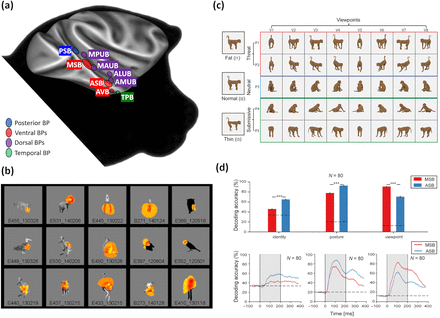 Neural Encoding of Bodies for Primate Social Perception | Journal of ...