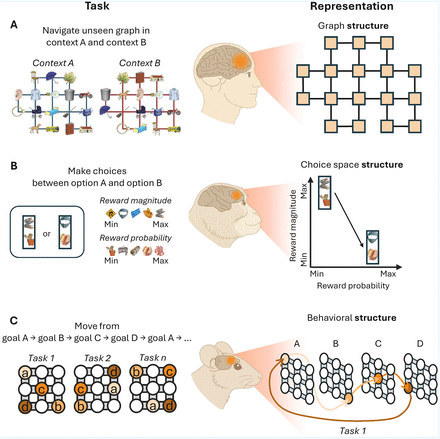 Cognitive Maps in the Prefrontal Cortex | Journal of Neuroscience