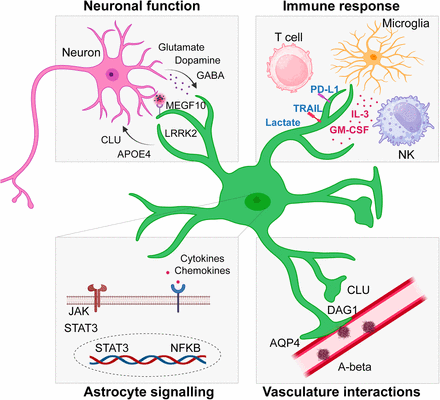 Astrocytes as Therapeutic Targets in Neurodegenerative Disorders ...