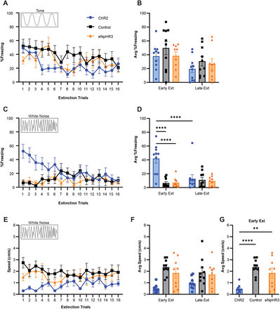 Corticotropin-Releasing Factor and Somatostatin Neurons in the