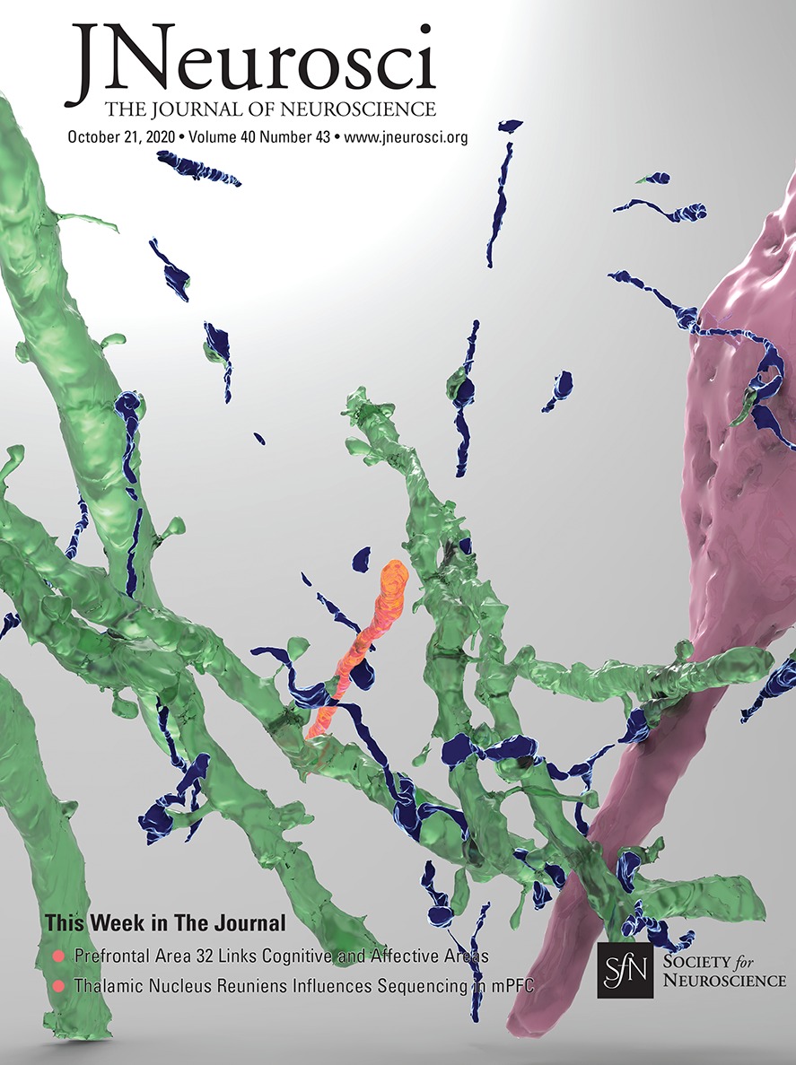 Comparative Brain Imaging Reveals Analogous And Divergent Patterns Of Species And Face Sensitivity In Humans And Dogs Journal Of Neuroscience