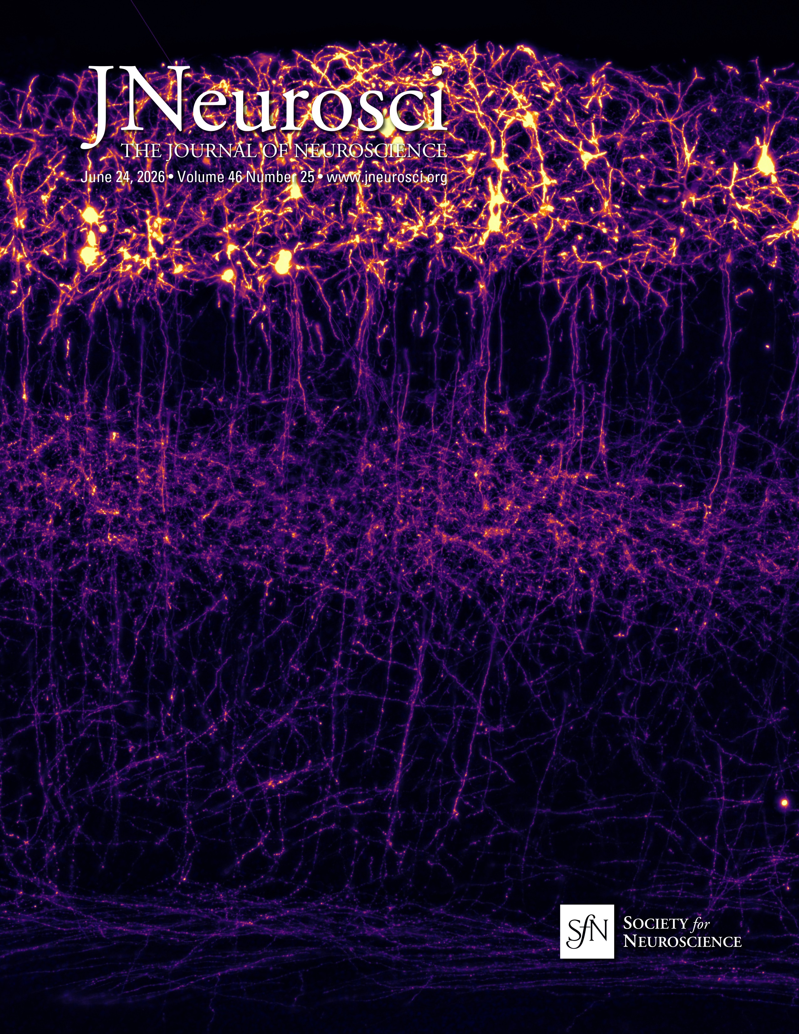 Elaboration of Cortical Pyramidal Dendrites Requires Dephosphorylation of Signal Regulatory Protein α by Protein Tyrosine Phosphatase δ