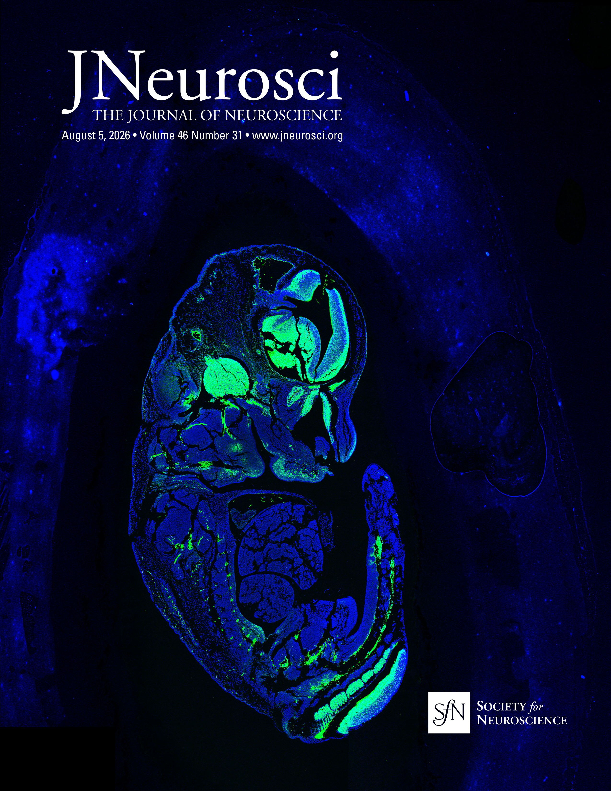 Astrocyte TrkB.T1 Deficiency Disrupts Glutamatergic Synaptogenesis