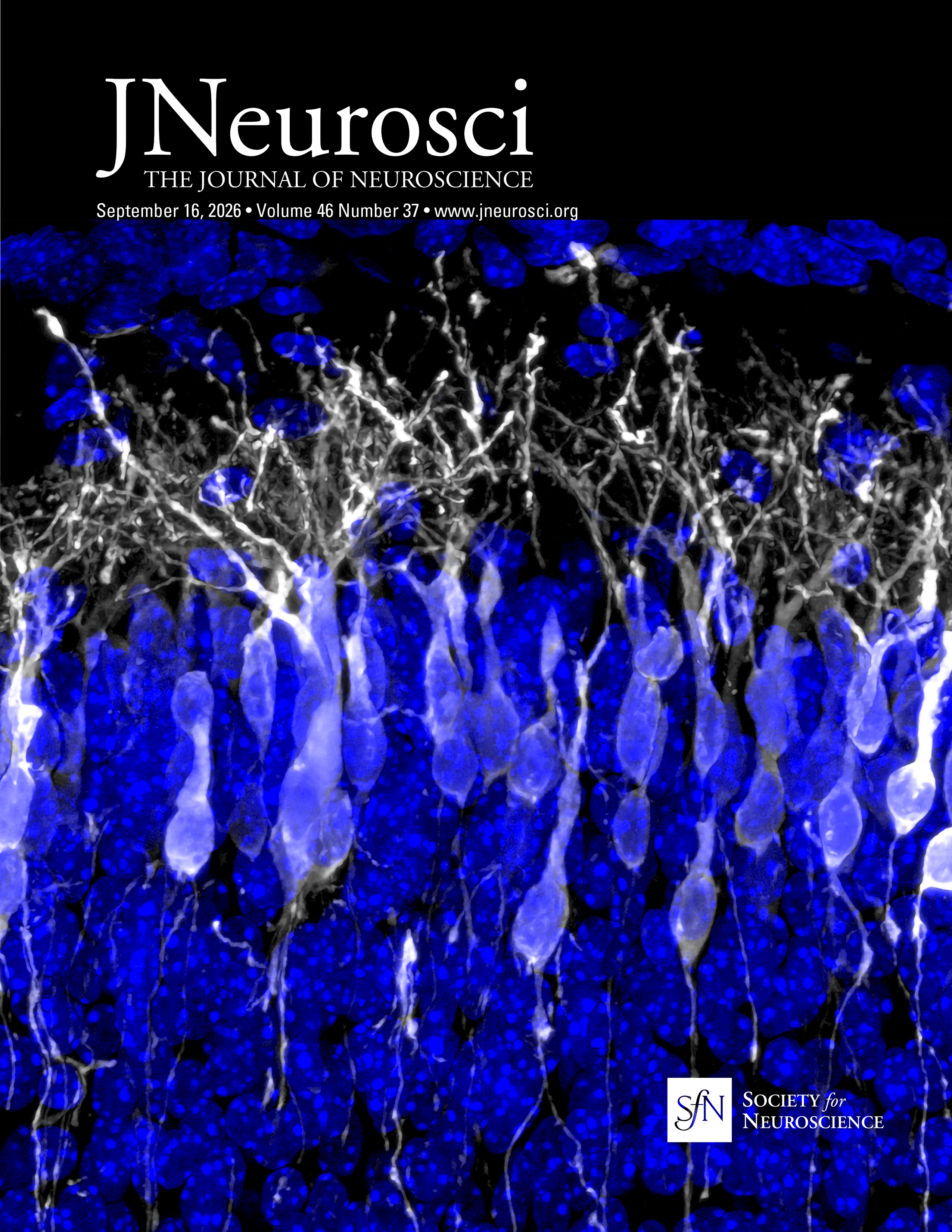 Mitochondrial Calcium: A Potential Sensor for Homeostatic Synaptic