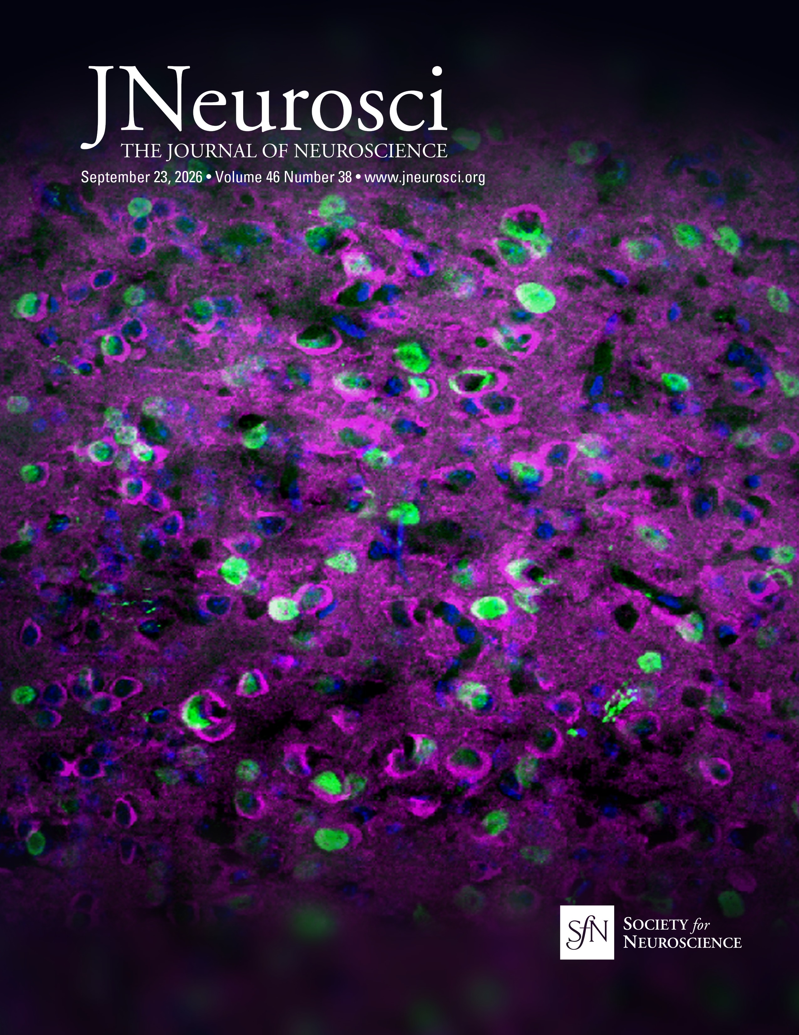 Homeostatic Coupling of Cortical and Brainstem Delta Rhythms in