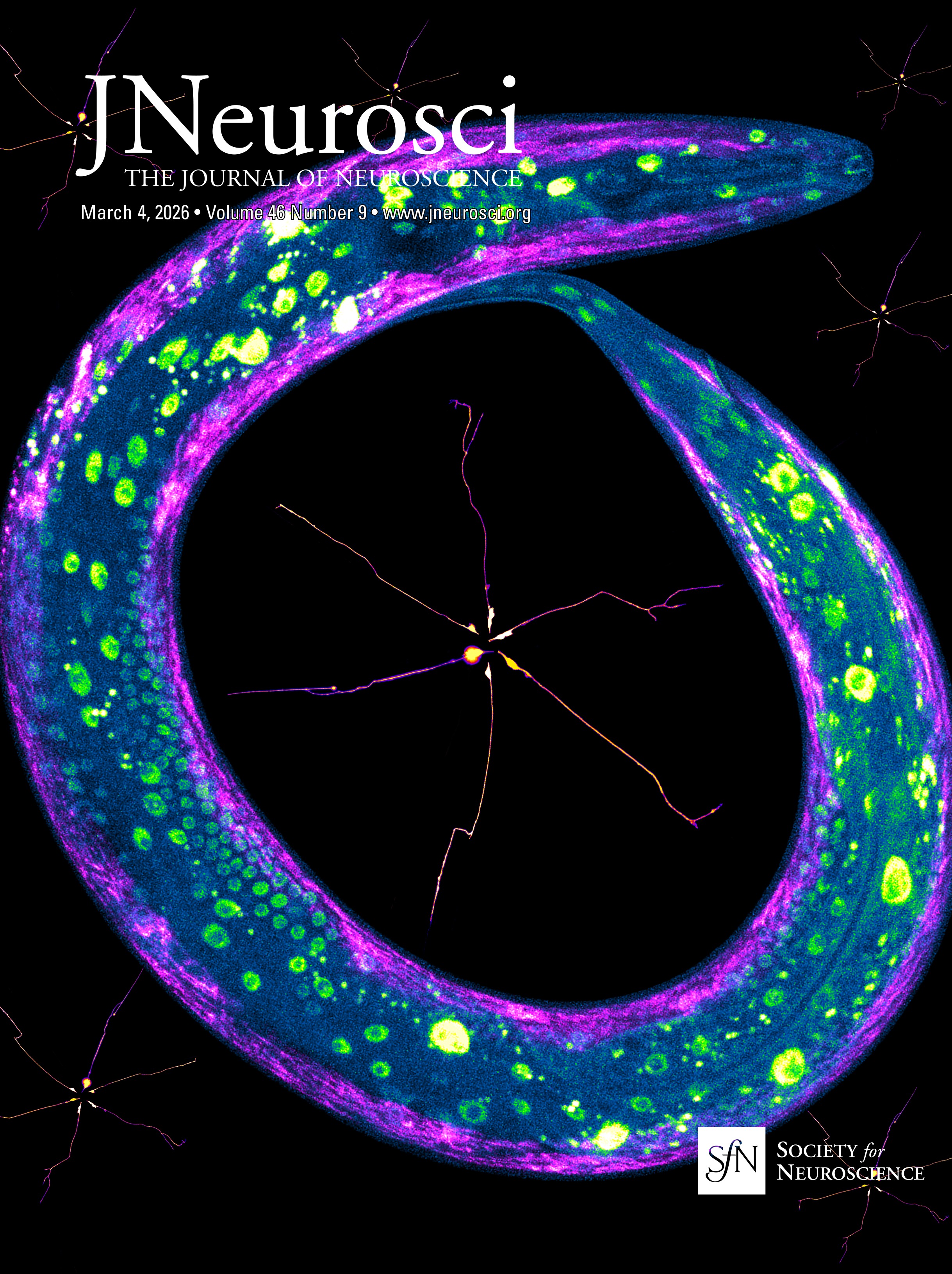 Chronic Pain and Cognitive Dysfunction: Clinical Implement
